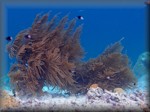 sea plumes coral