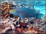 a queen parrotfish