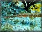atlantic trumpetfish