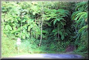 rainforest ib St Lucia