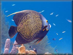 Bonaire - Franch angelfish