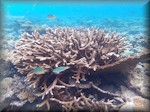 a nice staghorn coral