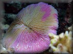 Scuted mushroom coral (Fungia scutaria) - a free-living coral