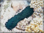 dark green sea cucumber (Stichopodidae chloronotus)