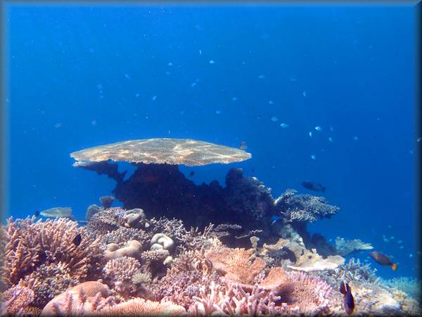 a prominent plate coral among several others - mainly hard corals