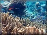 Dusky parrotfish (Scarus niger) swimming amongst various corals