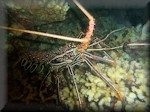 Stripe-legged spiny lobster (Panulirus femoristriga)