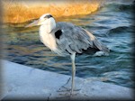 the essential resort heron - a Grey heron (Ardea cinerea)