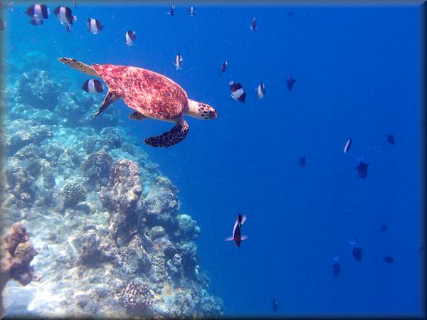 Hawksbill turtle diving into the drop off