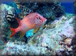 Sabre squirrelfish out during the day