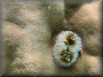 a white form of the Christmas tree worm