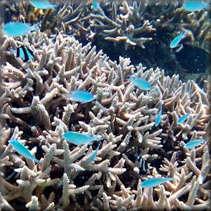 Blue-green chromis over coral