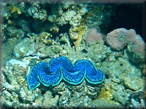 blue clam (adjusted)
