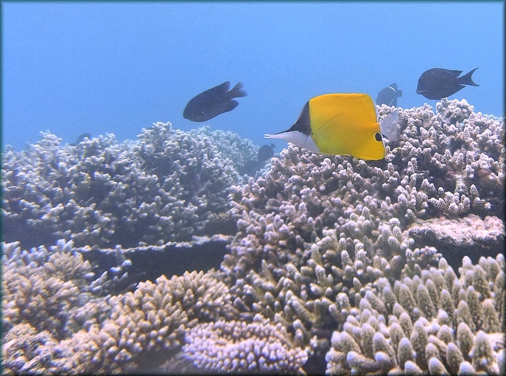 Long nosed butterflyfish -poor white balance control