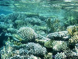 Sharm coral picture 5