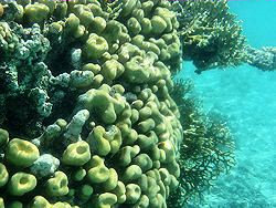 Sharm coral picture 8