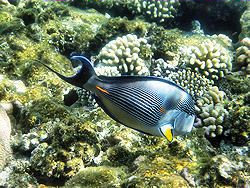 Picture Surgeonfish