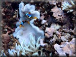 Orangefinned anemonefish