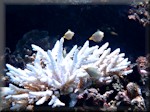 three longnose filefish over Acropora