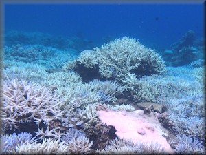 a seascape of mainly staghorn coral