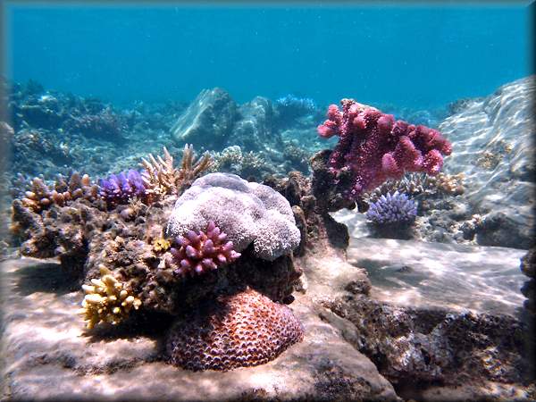 various corals forming a coral garden surrounded by boulders