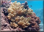 so far, two unidentified corals