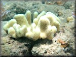small Mushroom leather coral