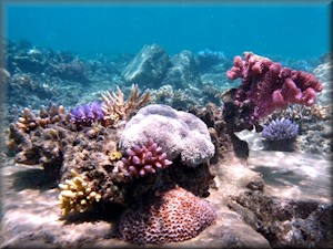 various hard corals in a typical 'pocket' amongst boulders